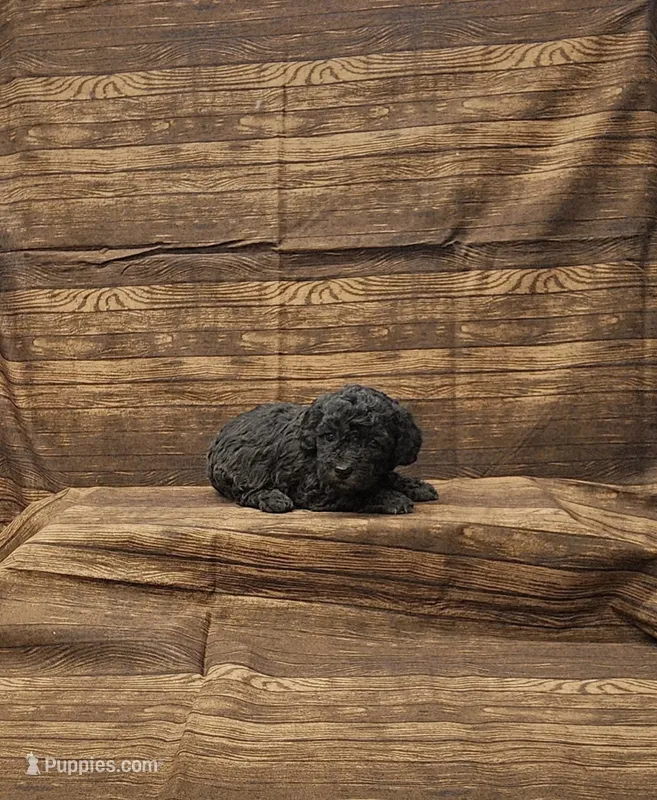 Layla – Poodle - Toy  puppy for sale in Bay Minette, AL