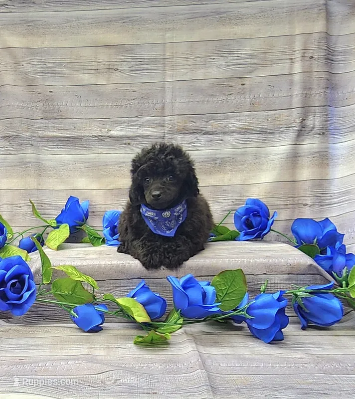 Luka – Poodle - Toy  puppy for sale in Bay Minette, AL