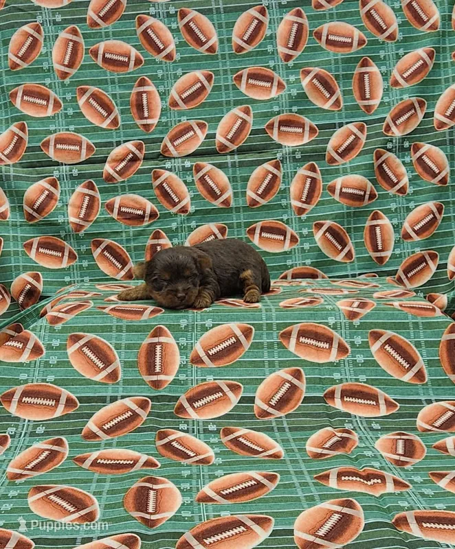 Jagger – Yorkshire Terrier puppy for sale in Bay Minette, AL