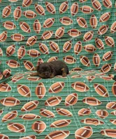Jagger, a male Yorkshire Terrier for sale in Bay Minette, AL – 1 of 3