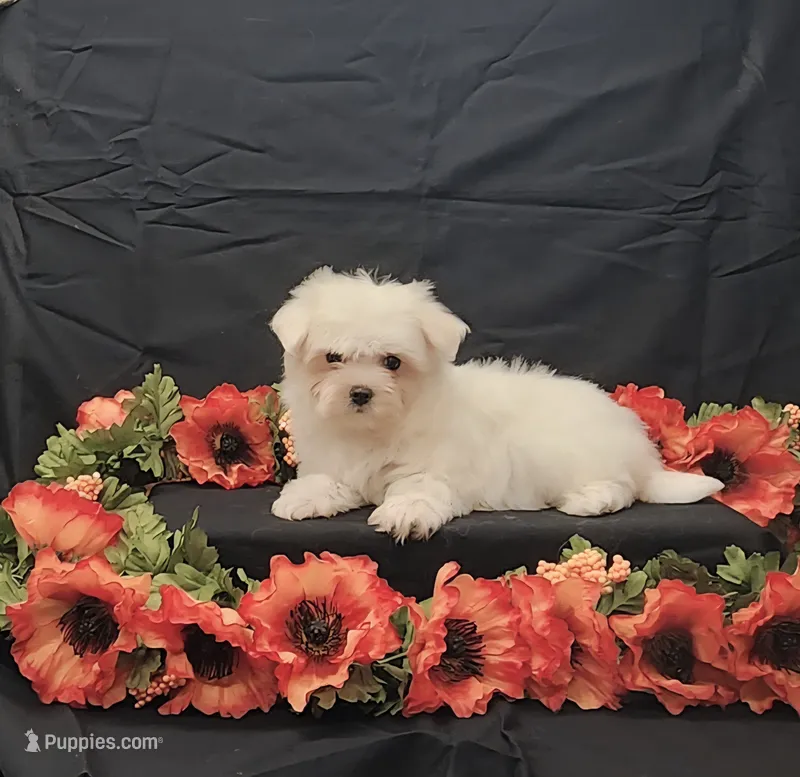 Juliet – Maltese puppy for sale in Bay Minette, AL
