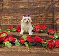 Willow, a female Poodle - Toy  for sale in Bay Minette, AL – 2 of 3