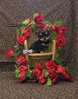 Juliet, a female Yorkshire Terrier for sale in Bay Minette, AL – Photo 3 of 3