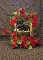 Juliet, a female Yorkshire Terrier for sale in Bay Minette, AL – Photo 2 of 3