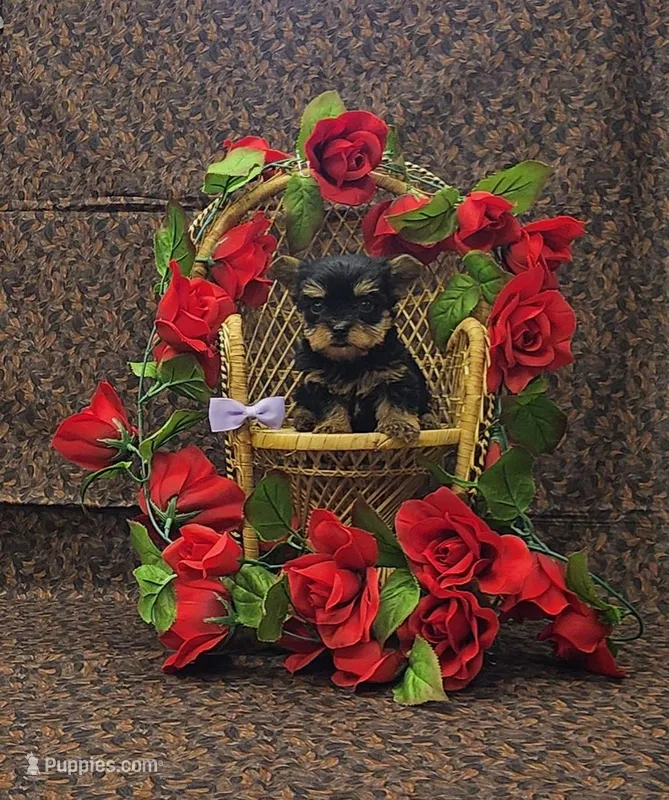 Juliet – Yorkshire Terrier puppy for sale in Bay Minette, AL