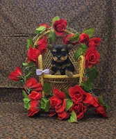 Juliet, a female Yorkshire Terrier for sale in Bay Minette, AL – Photo 1 of 3