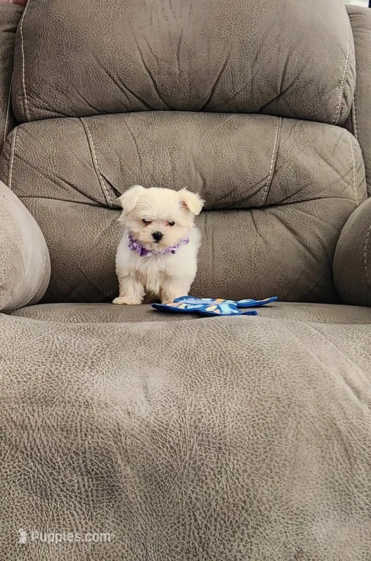 Maizy  – Maltese puppy for sale in Bay Minette, AL