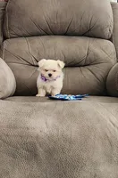 Maizy , a female Maltese for sale in Bay Minette, AL – 1 of 3