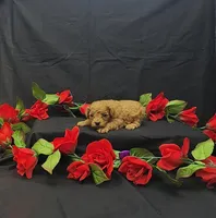 Rosie, a female Poodle - Toy  for sale in Bay Minette, AL – 2 of 3