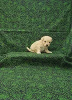 Callie, a female Maltipoo for sale in Bay Minette, AL – Photo 2 of 3