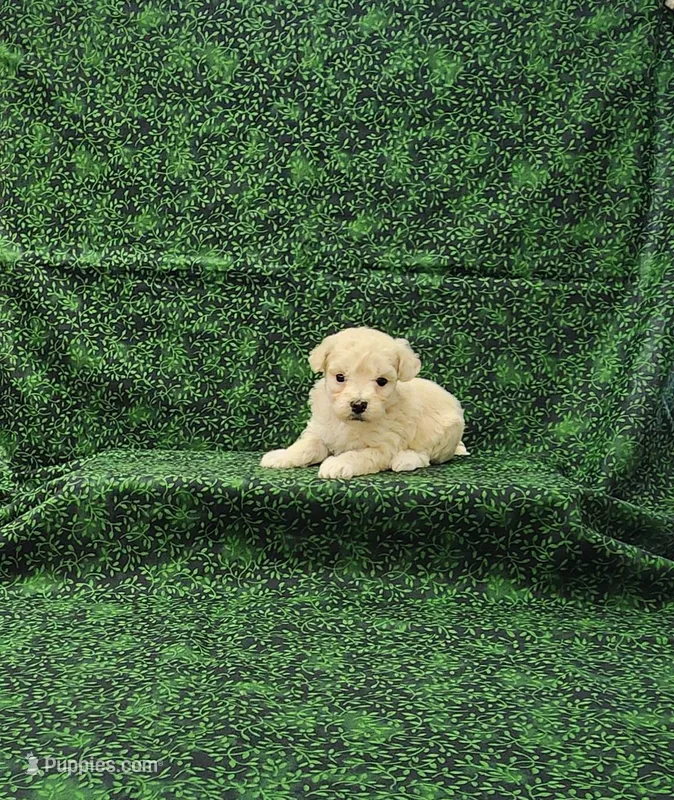 Callie – Maltipoo puppy for sale in Bay Minette, AL