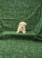 Callie, a female Maltipoo for sale in Bay Minette, AL – Photo 3 of 3