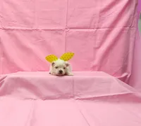 Maizy , a female Maltese for sale in Bay Minette, AL – 2 of 3