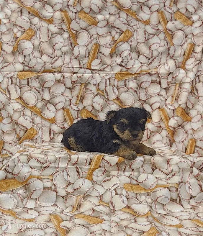 Elvis – Yorkshire Terrier puppy for sale in Bay Minette, AL