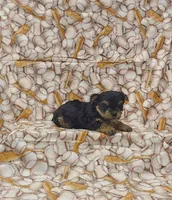 Elvis, a male Yorkshire Terrier for sale in Bay Minette, AL – 1 of 3