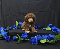 Fudge, a male Poodle - Toy  for sale in Bay Minette, AL – 3 of 3