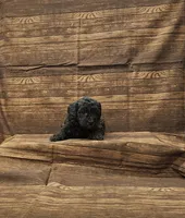 Layla, a female Poodle - Toy  for sale in Bay Minette, AL – 3 of 3