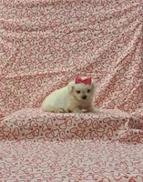 Molly, a female Maltese for sale in Bay Minette, AL – 2 of 3