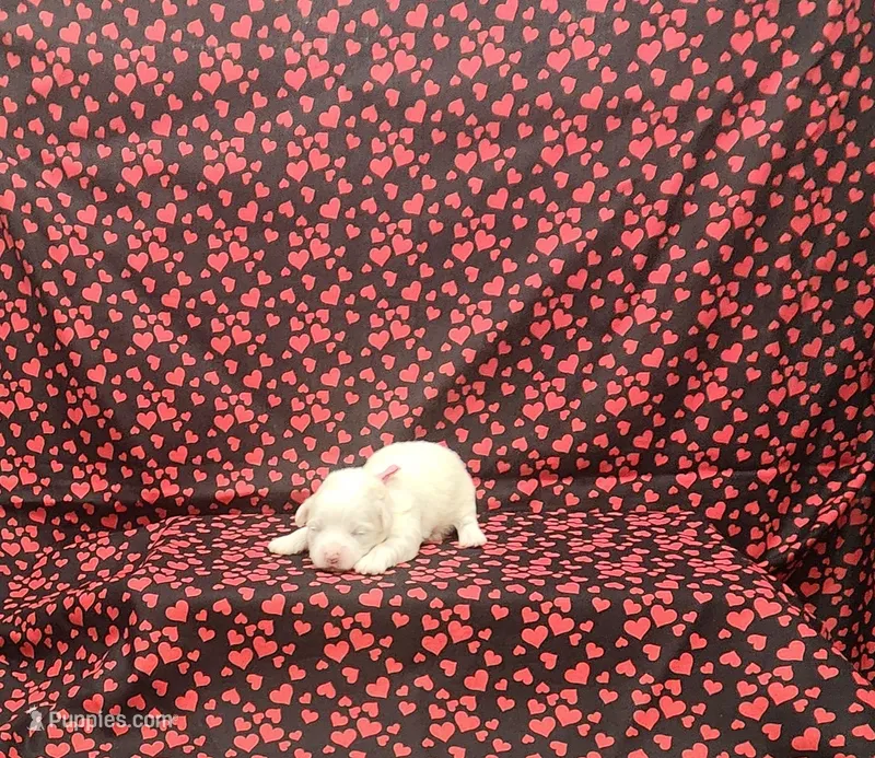 Missy – Maltipoo puppy for sale in Bay Minette, AL