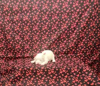 Missy, a female Maltipoo for sale in Bay Minette, AL – 1 of 3