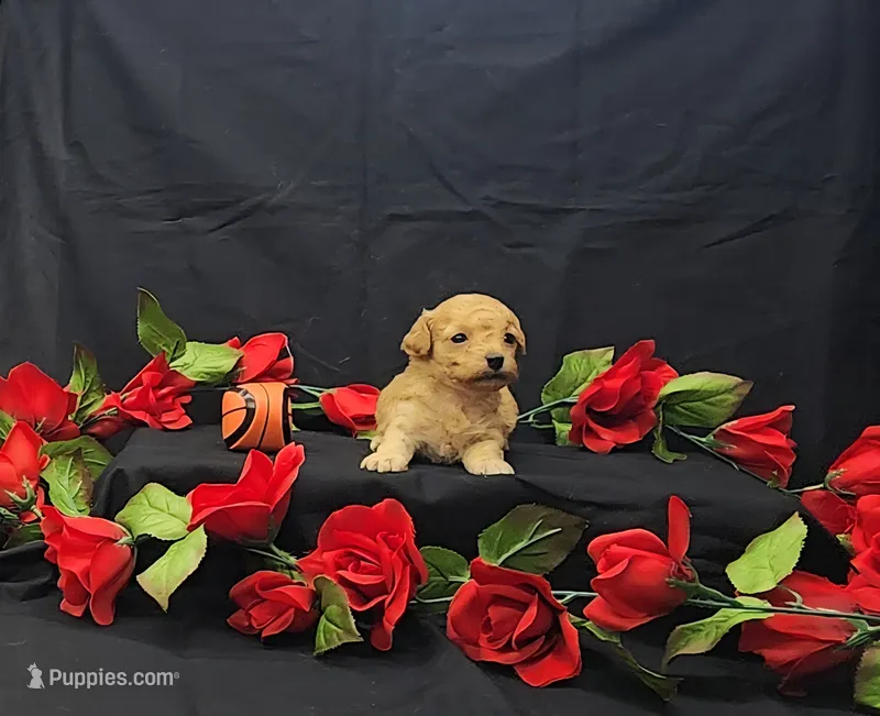 Rusty – Poodle - Toy  puppy for sale in Bay Minette, AL