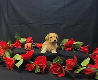 Rusty, a male Poodle - Toy  for sale in Bay Minette, AL – 1 of 3