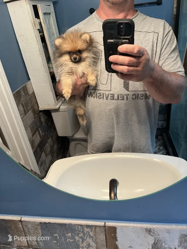 Munchkin , a female Pomeranian for sale in Orange City, FL – 1 of 3