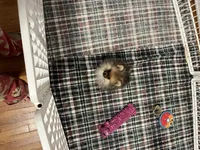 Munchkin , a female Pomeranian for sale in Orange City, FL – 3 of 3