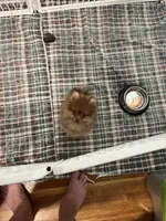 Fudge, a male Pomeranian for sale in Orange City, FL – 2 of 4