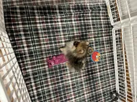 Munchkin , a female Pomeranian for sale in Orange City, FL – 2 of 3