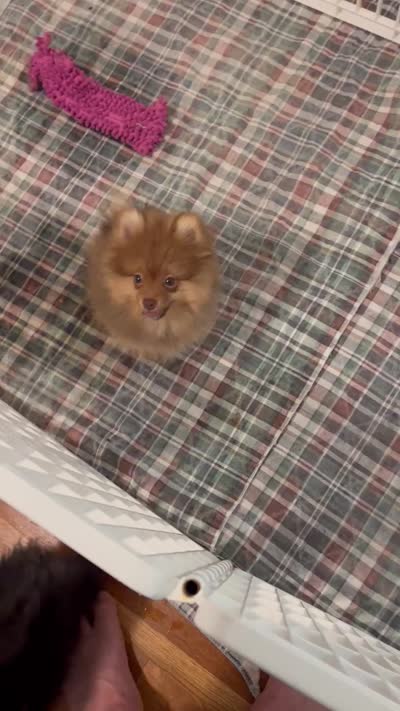 Fudge, a male Pomeranian for sale in Orange City, FL – 3 of 4