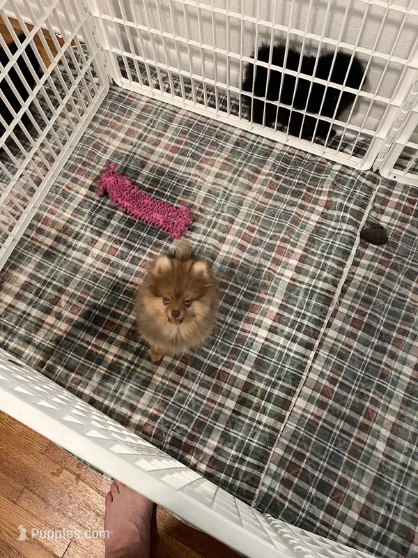 Fudge – Pomeranian puppy for sale in Orange City, FL
