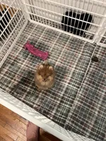 Fudge, a male Pomeranian for sale in Orange City, FL – 1 of 4