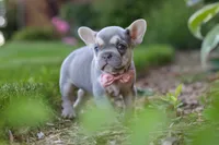 Poppy, a female French Bulldog for sale in Sugarcreek, OH – 3 of 10