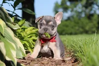 Parker, a male French Bulldog for sale in Sugarcreek, OH – 6 of 10