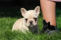 Charlotte , a female French Bulldog for sale in Sugarcreek, OH – 7 of 7