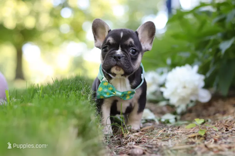 Percy – French Bulldog puppy on hold in Sugarcreek, OH