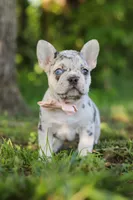 Peggy, a female French Bulldog for sale in Sugarcreek, OH – 4 of 10
