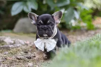 Peirre, a male French Bulldog for sale in Sugarcreek, OH – 6 of 8