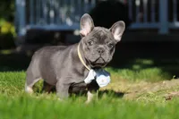 Marshall, a male French Bulldog for sale in Sugarcreek, OH – 2 of 10