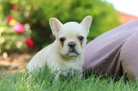 Charlotte , a female French Bulldog for sale in Sugarcreek, OH – 2 of 7