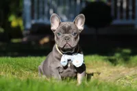 Marshall, a male French Bulldog for sale in Sugarcreek, OH – 3 of 10