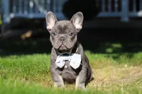 Marshall, a male French Bulldog for sale in Sugarcreek, OH – 8 of 10