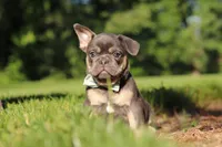 Mason, a male French Bulldog for sale in Sugarcreek, OH – 7 of 10