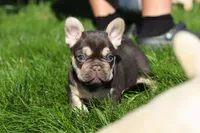 Chase , a male French Bulldog for sale in Sugarcreek, OH – 9 of 9