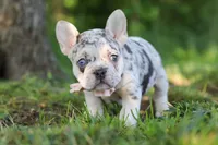 Peggy, a female French Bulldog for sale in Sugarcreek, OH – 5 of 10