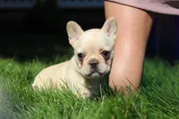 Charlotte , a female French Bulldog for sale in Sugarcreek, OH – 3 of 7