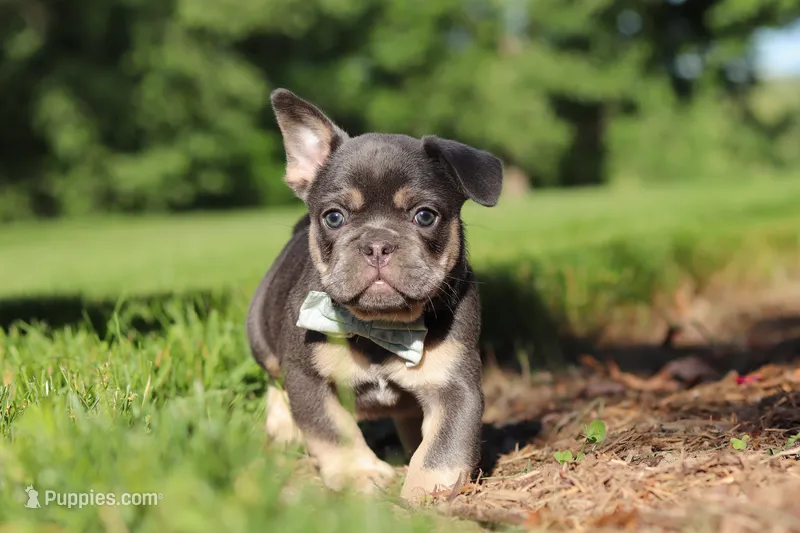 Mason – French Bulldog puppy for sale in Sugarcreek, OH