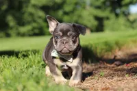 Mason, a male French Bulldog for sale in Sugarcreek, OH – 1 of 10
