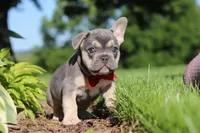 Parker, a male French Bulldog for sale in Sugarcreek, OH – 9 of 10